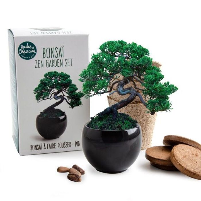 Kit Bonsai da Coltivare - Pino