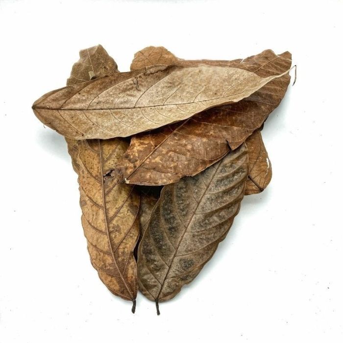 Foglie essiccate della pianta del cacao