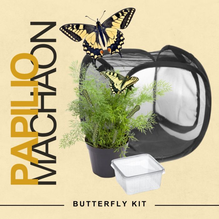 Papilio Machaon Butterfly Kit
