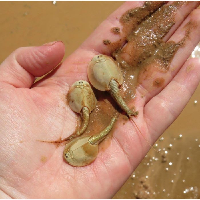 Triops australienensis