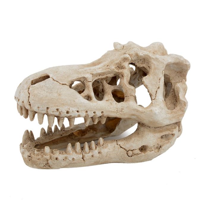 T-rex Skull XL 18x12x12cm