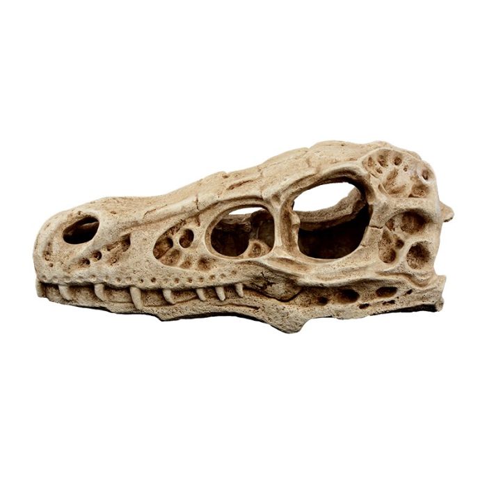 Dr.Raptor Raptor Skull