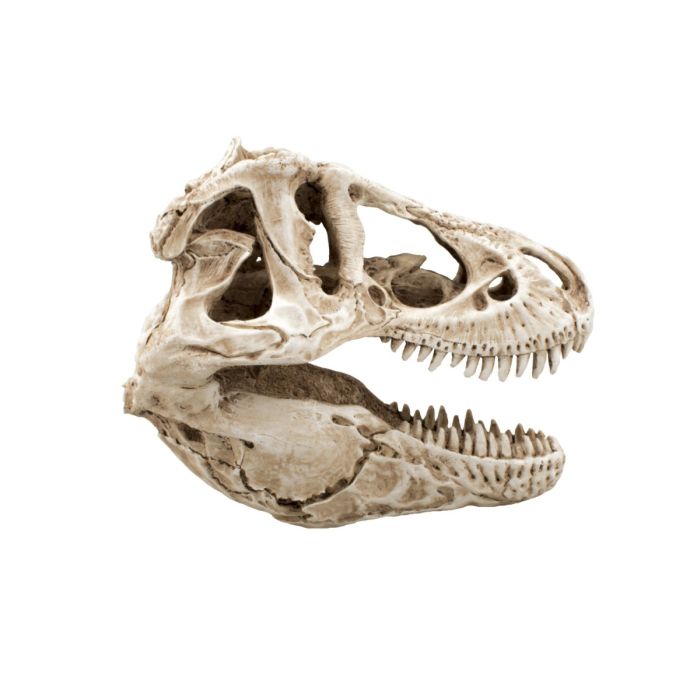 Carnotaurus Skull