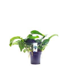 Anubias Barteri XL 'pianta Madre'