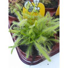 Pianta Carnivora Drosera Capensis Alba