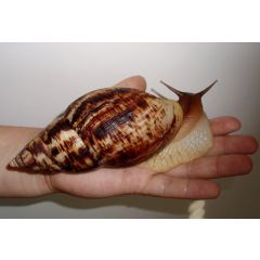 Achatina Reticulata - Lumaca Gigante Africana