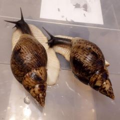 Achatina reticulata "Dark Head"