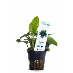 Anubias Nana