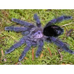 Avicularia purpurea