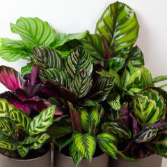 Calathea mix