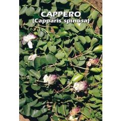 Semi Di Cappero (capparis Spinosa)