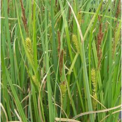 Carex Nigra