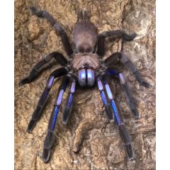 Chilobrachys natanicharum