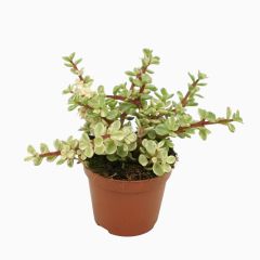 Crassula portulacaria afra variegata