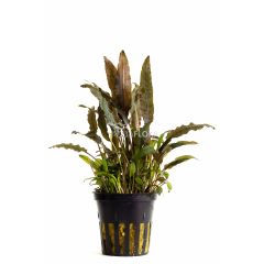 Cryptocoryne Walkeri