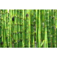 Equisetum hyemale