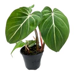 Philodendron gloriosum