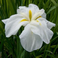 Iris Kaempferi 'White Ladies'