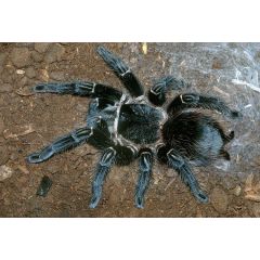 Lasiodora parahybana