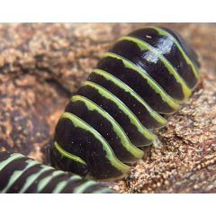 Armadillidium maculatum  "Yellow"