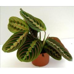 Calathea sp.