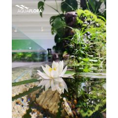 Nymphaea 'Pygmaea Alba' in rizoma