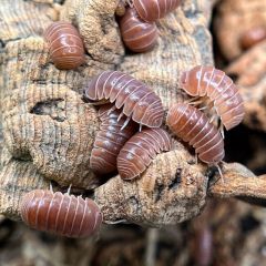 Armadillo officinalis "Orange Crush" - 10 pezzi