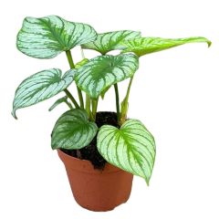 Philodendron mamei