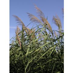 Phragmites australis