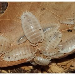 Porcellio laevis Panda White - Colonia starter