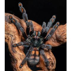 Psalmopoeus irminia