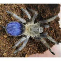 Pseudhapalopus sp. blue