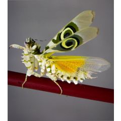 Pseudocreobotra wahlbergii - Mantide fiore spinosa