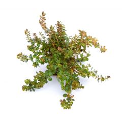 Rotala Rotundifolia