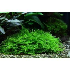 Taxiphyllum Sp.'spiky Moss'