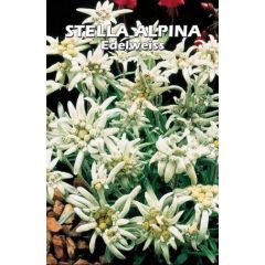 Stella Alpina "Edelweiss"