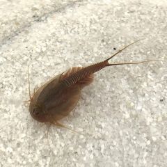 Triops granarius