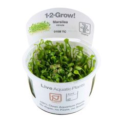 Tropica Marsilea minuta 1-2-Grow!