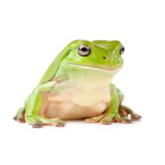 Litoria caerulea