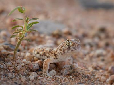 Terrario Bioattivo Arido: La guida completa